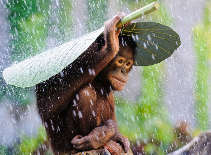 Wallpaper Chimpanzee, Congo River, tourism, banana, leaves, rain, monkey, nature, animal, green, Animals 322734386